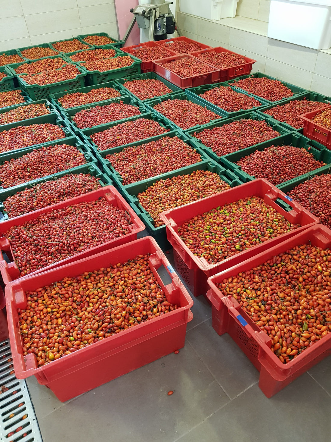 Procvat divljeg šipka: Znate li da ima više vitamina C od limuna?